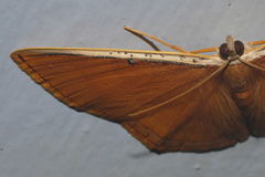 Palyas