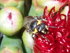 Hylaeus euxanthus
