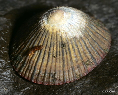 Cellana