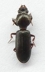 Clivina dentipes