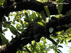 Bulbophyllum