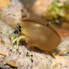 Calcinus guamensis