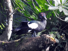 Cairina moschata