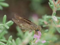 Panoquina errans