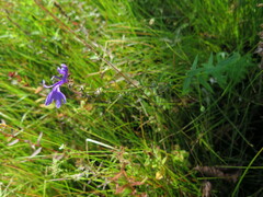 Lobelia sessilifolia