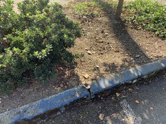 Ganoderma polychromum