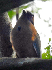 Momotus subrufescens