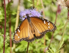 Danaus eresimus