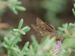 Panoquina errans