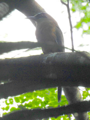 Momotus subrufescens