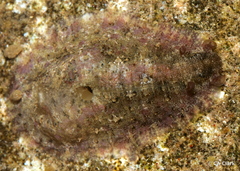 Dolabrifera dolabrifera