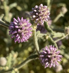 Pterocaulon