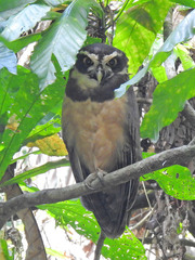 Pulsatrix perspicillata