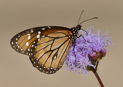 Danaus eresimus
