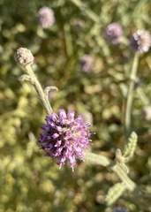 Pterocaulon
