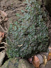 Pallavicinia lyellii