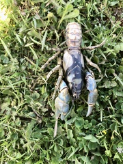 Parastacus pugnax