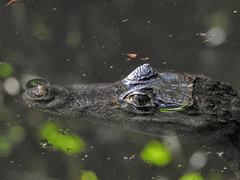 Caiman crocodilus