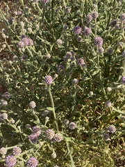 Pterocaulon