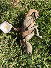 Parastacus pugnax