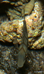 Acanthurus triostegus