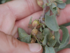 Asphondylia atriplicis