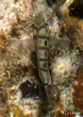 Acanthurus triostegus