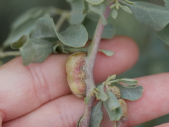 Asphondylia atriplicis