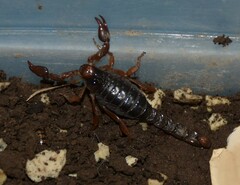 Bothriurus bonariensis