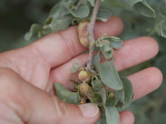 Asphondylia atriplicis