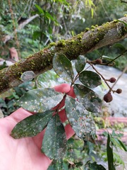 Guarea macrophylla