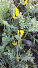 Ornithopus compressus