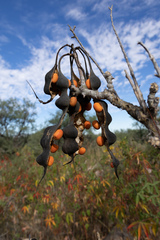 Erythrina flabelliformis