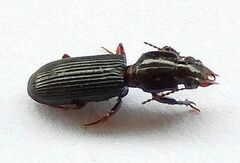 Clivina dentipes