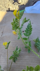 Ornithopus compressus