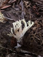 Ramaria rubiginosa