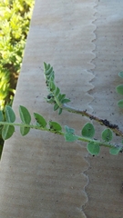 Ornithopus compressus