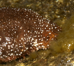Actinopyga varians