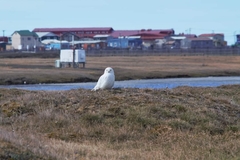 Bubo scandiacus