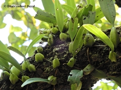 Bulbophyllum
