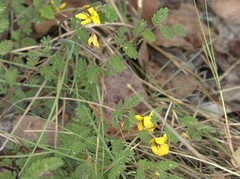 Chamaecrista lineata keyensis
