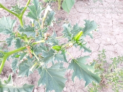 Datura ferox