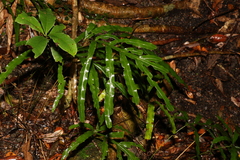 Pteris umbrosa
