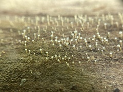 Trichoderma flavipes