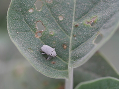 Trichobaris compacta