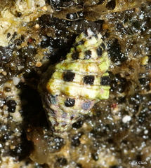 Muricidae