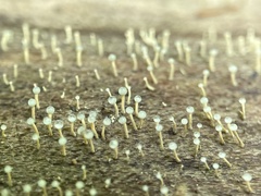 Trichoderma flavipes