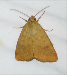 Heliocheilus paradoxus