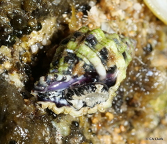 Muricidae
