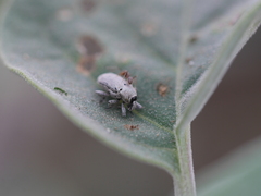 Trichobaris compacta